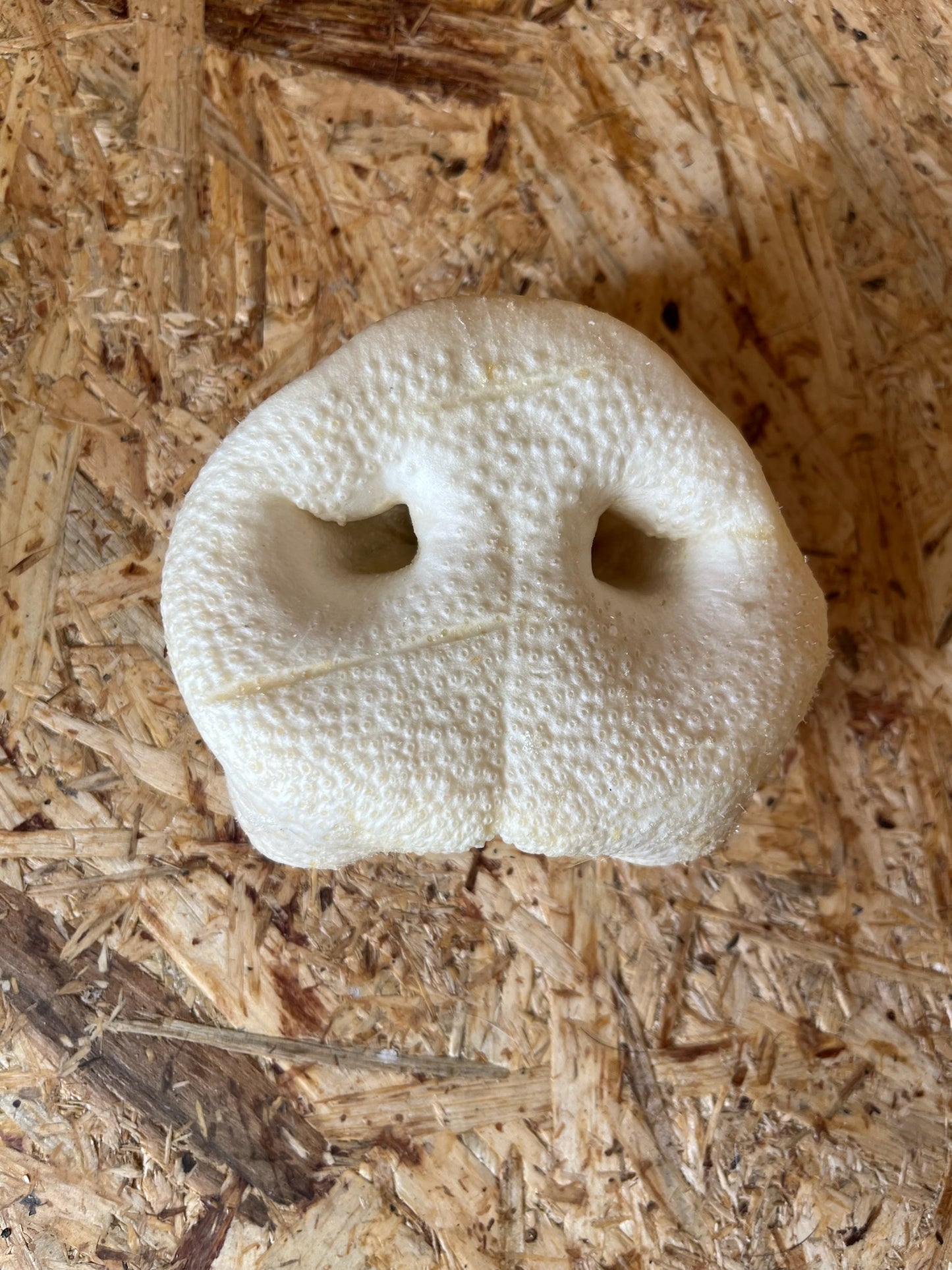 Puffed Pig Snout - Large