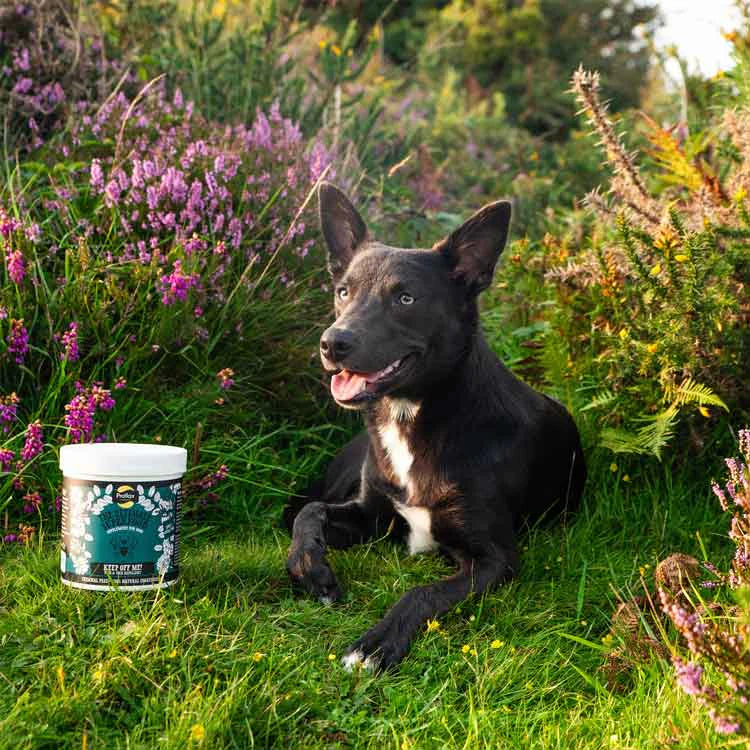 Proflax Keep Off Me! Powder for Dogs 225g