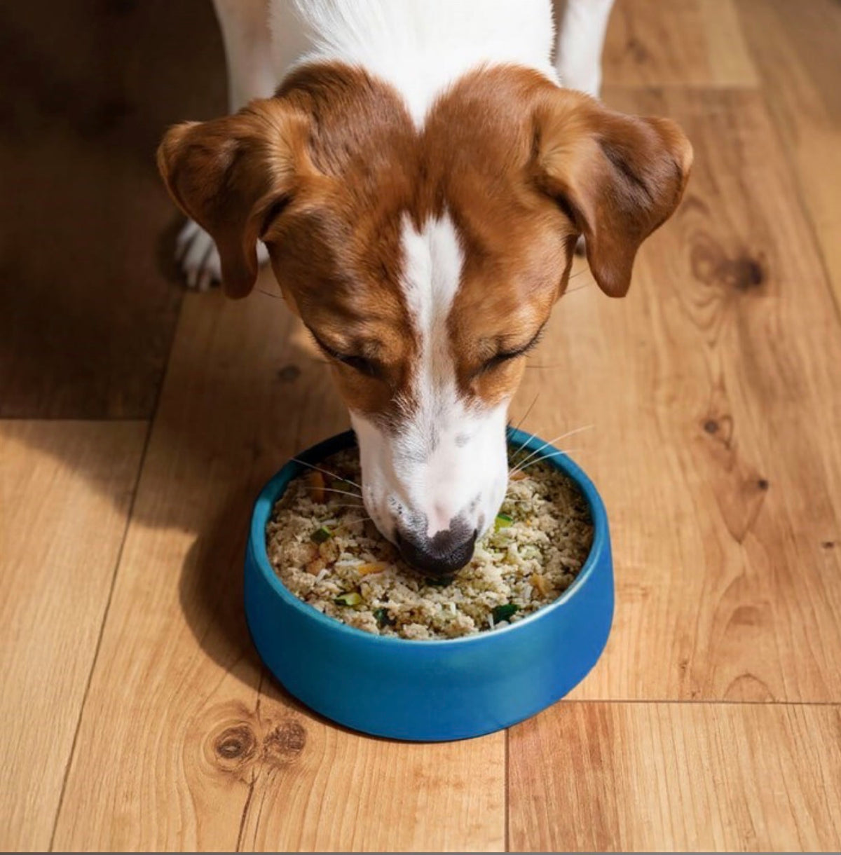Gentle Kitchen Salmon Adult Fresh Dog Food