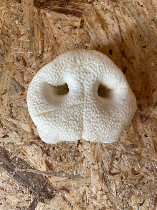 Puffed Pig Snout - XL