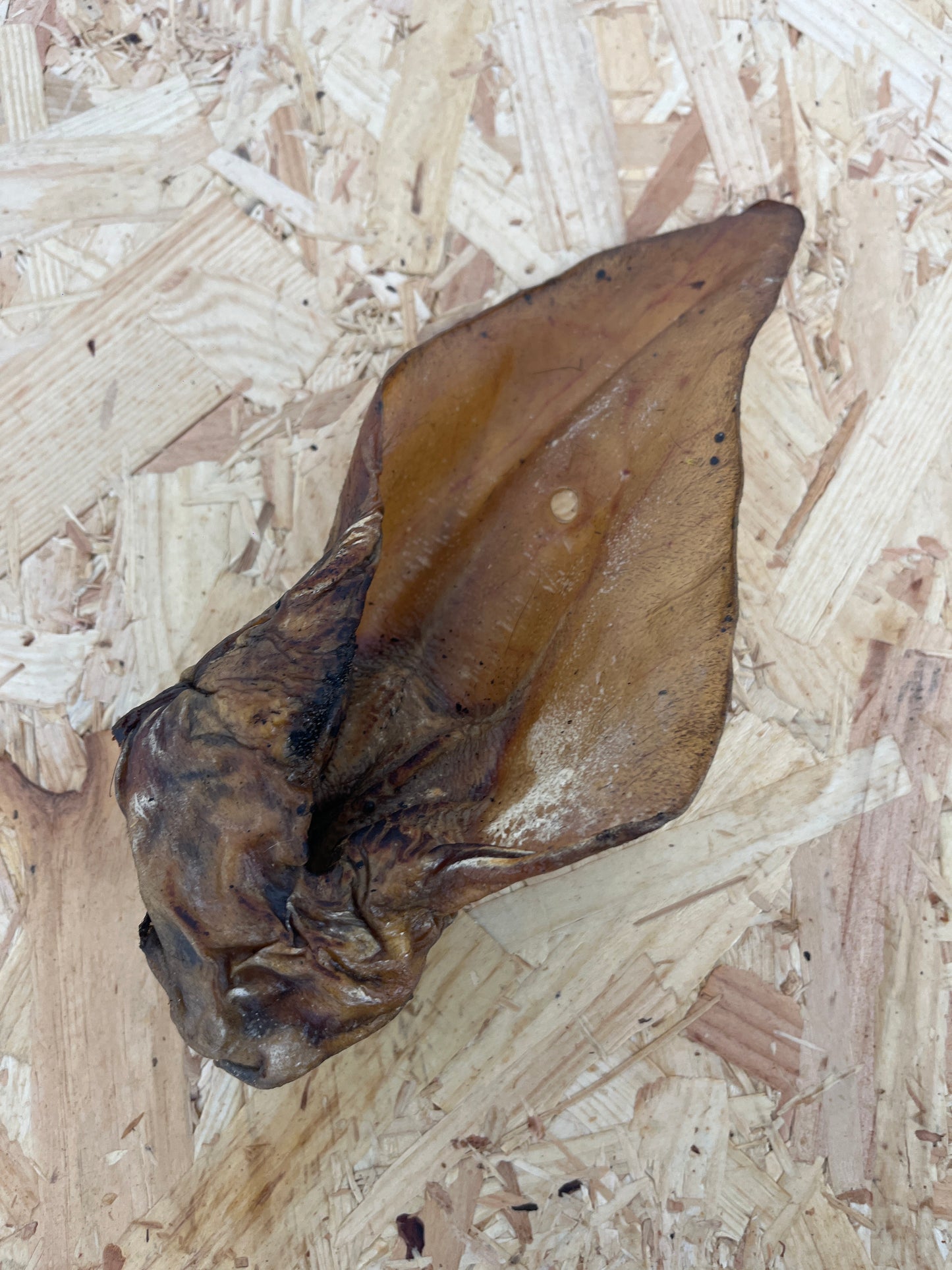 Large Buffalo Ear